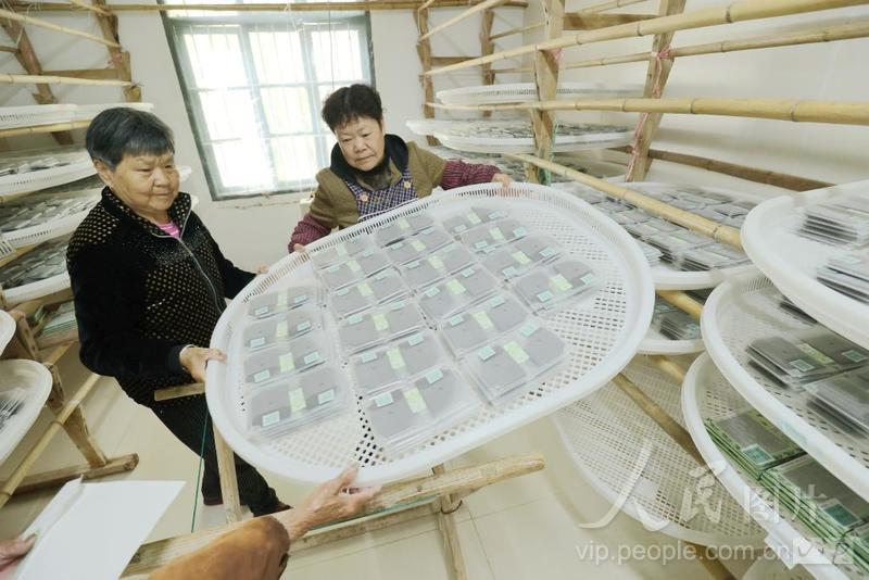 浙江德清:蚕种孵化催青 开启春蚕养殖-人民图片网