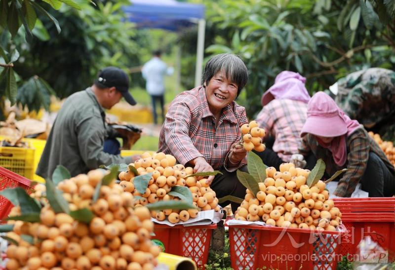 广西融安:枇杷丰收香满园 果农增收乐开颜-人民图片网