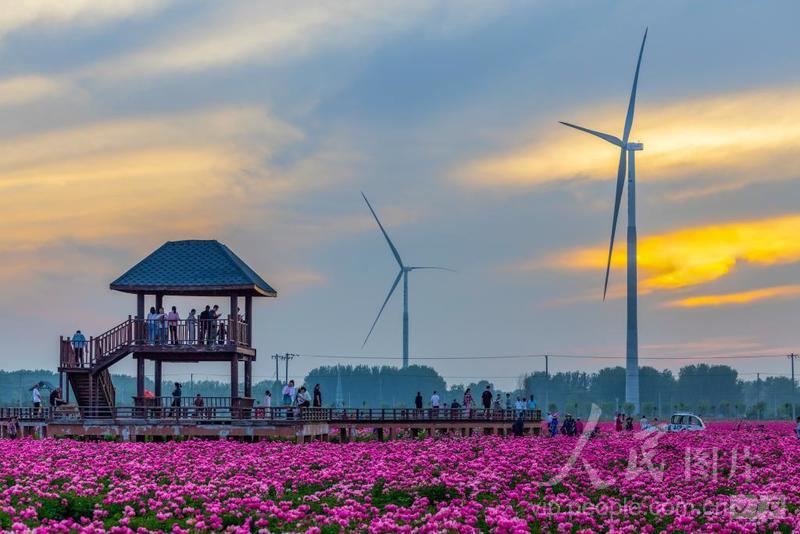 安徽亳州:风电花海-人民图片网