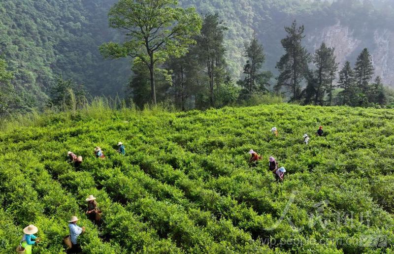 湖南张家界：初夏莓茶采摘忙-人民图片网