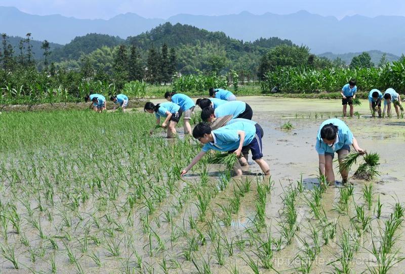 湖南洞口:学生插秧体验农耕-人民图片网