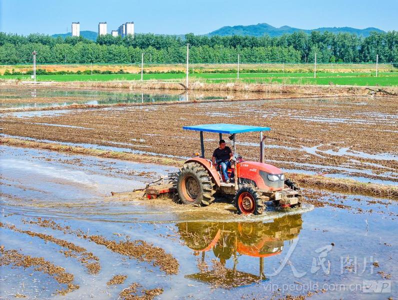 安徽芜湖:犁田备耕种-人民图片网