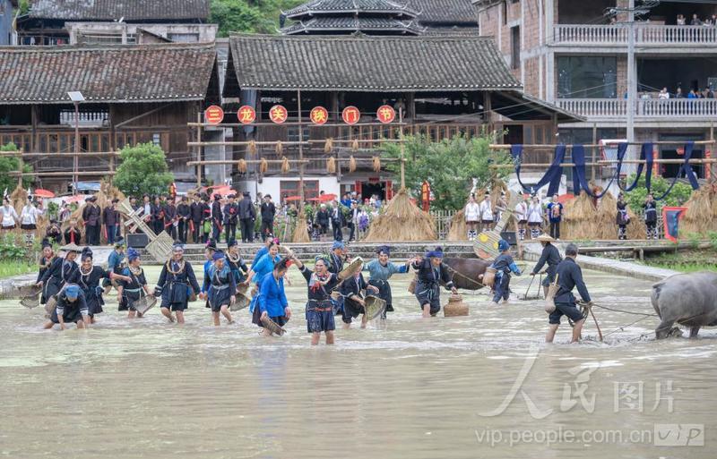 贵州黎平：满栽“关秧门” 祈盼丰收年-人民图片网
