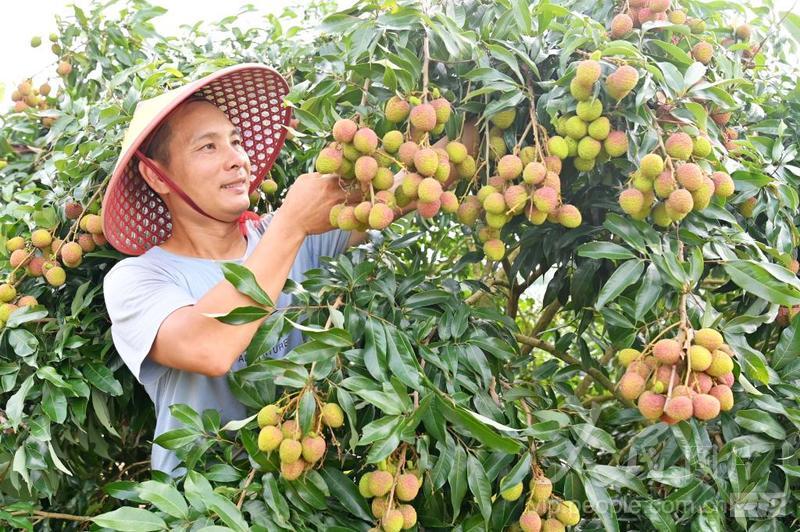 广西合浦：荔枝陆续上市-人民图片网