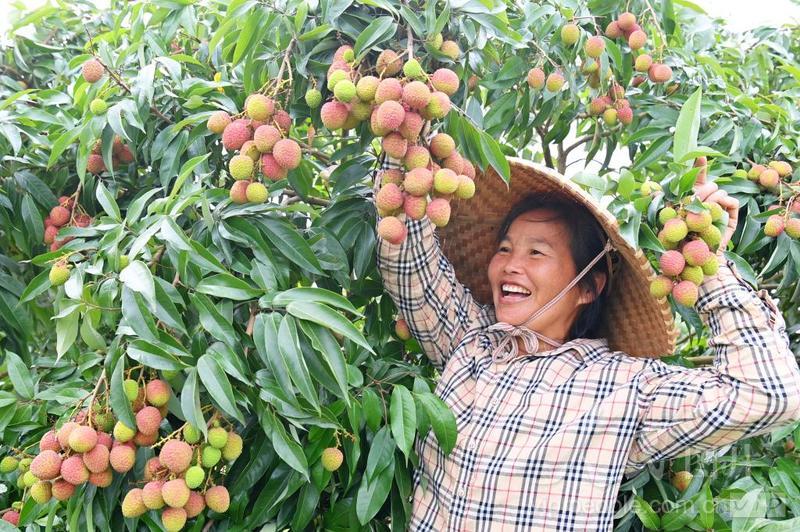 广西合浦：荔枝陆续上市-人民图片网