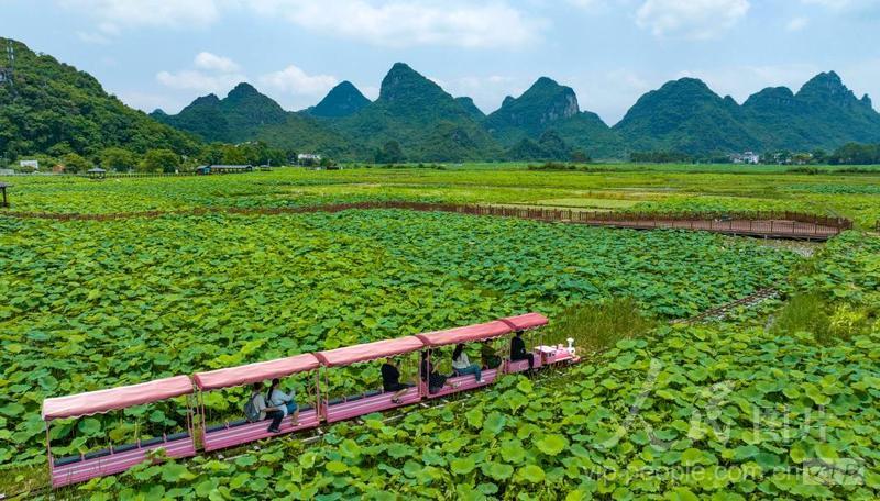 广西柳江:万亩荷塘迎客来-人民图片网
