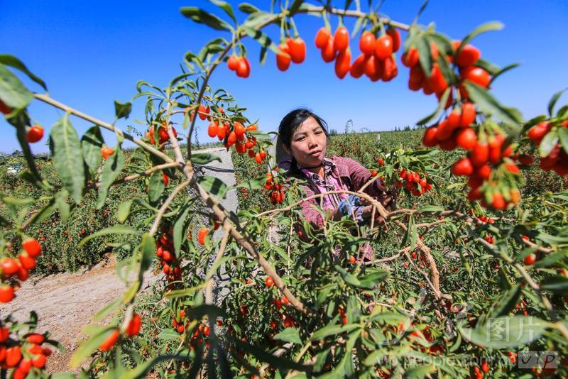 甘肃嘉峪关：戈壁荒滩结出“金果果”-人民图片网