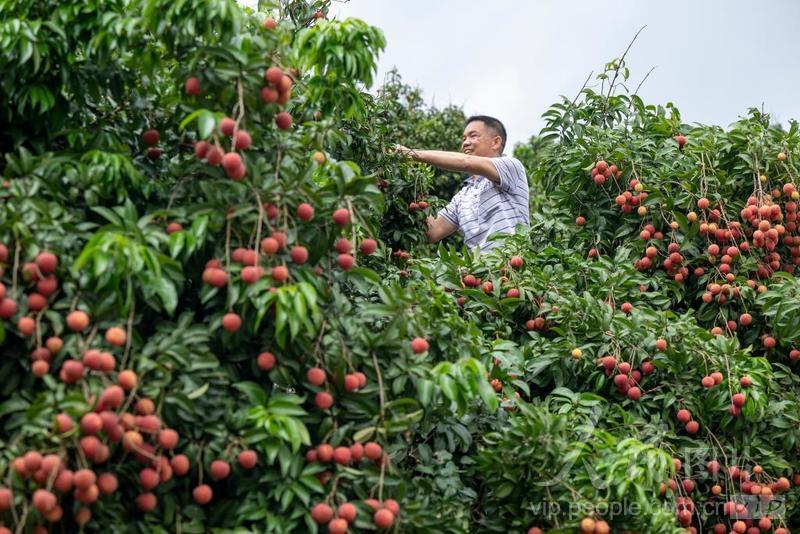 广西梧州：荔枝丰收-人民图片网
