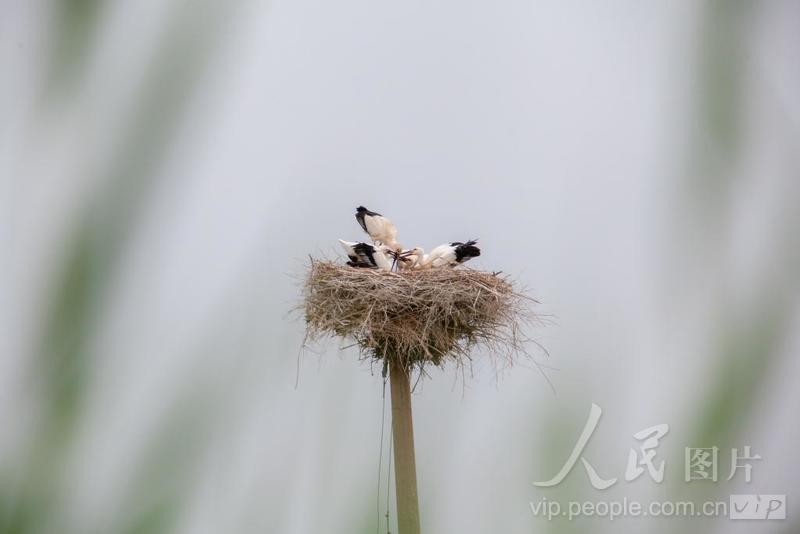 山东高青:东方白鹳幼鸟健康成长-人民图片网