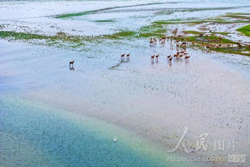 江苏东台：条子泥湿地生态之美-人民图片网