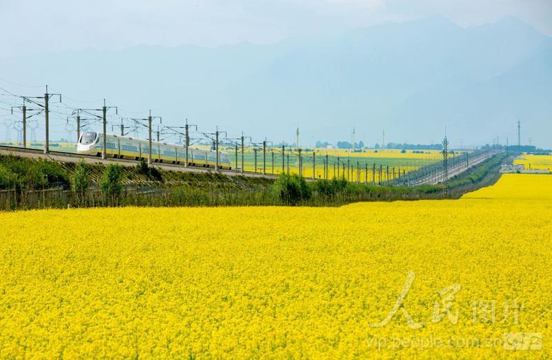 青海门源:列车飞驰金色花海-人民图片网