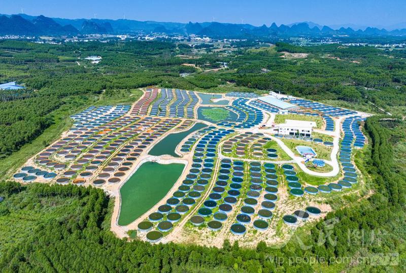 广西贺州:发展陆基圆池养鱼 助力乡村产业振兴-人民图片网