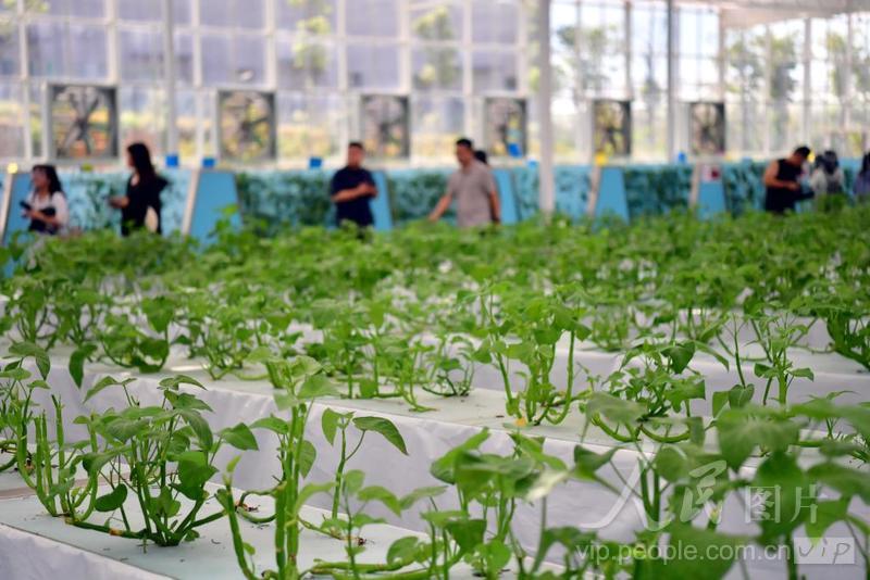 江西南昌：科技助力农业高质高产-人民图片网