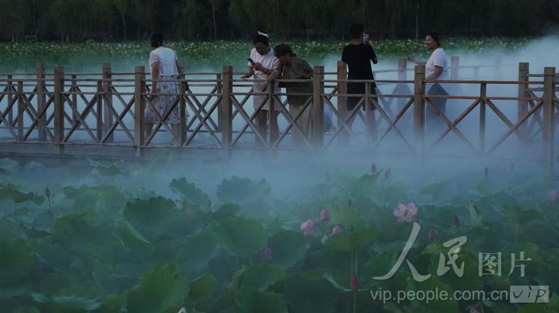 新疆五家渠:夏日赏荷-人民图片网