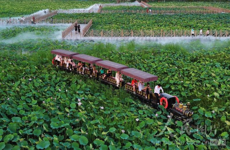 新疆五家渠:夏日赏荷-人民图片网