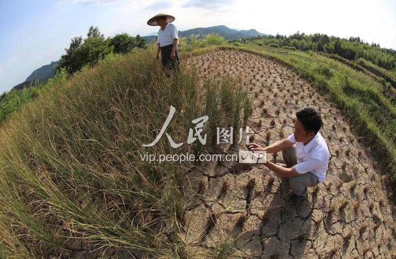 湖南罕见高温旱灾 53万余人饮水困难-人民图片网